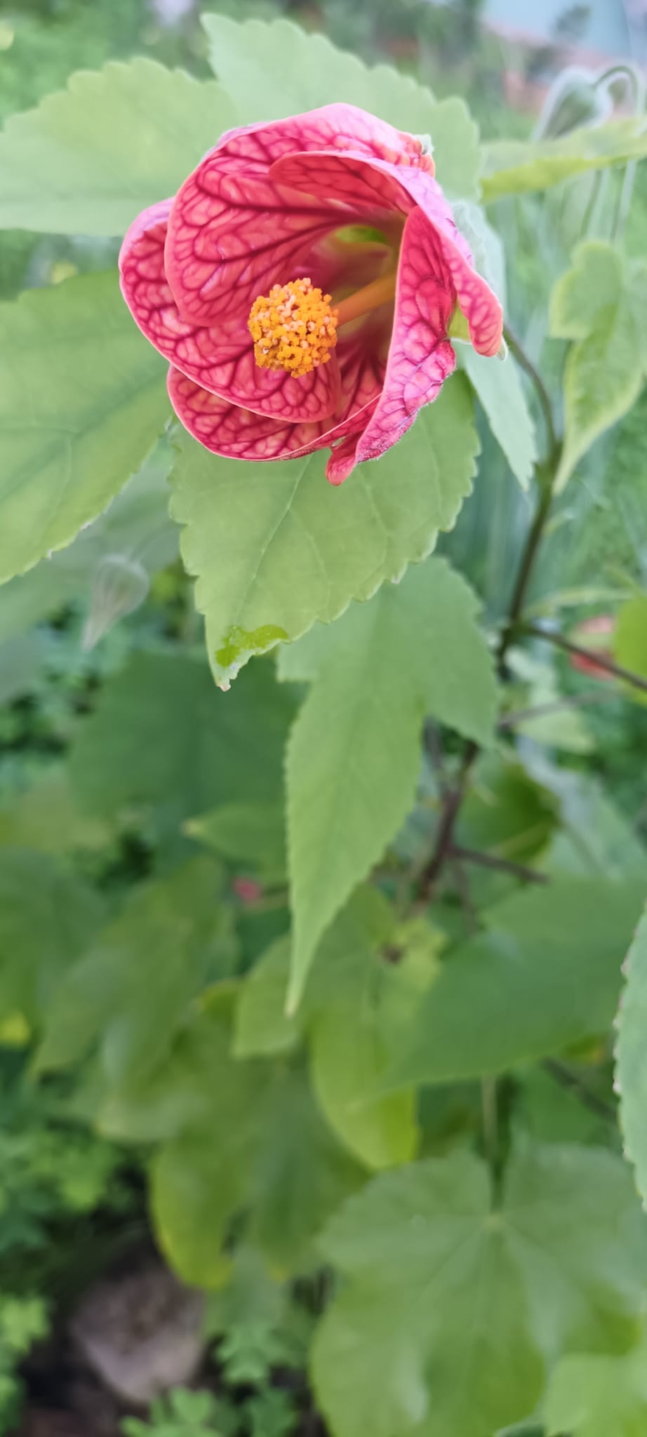 Abutilon