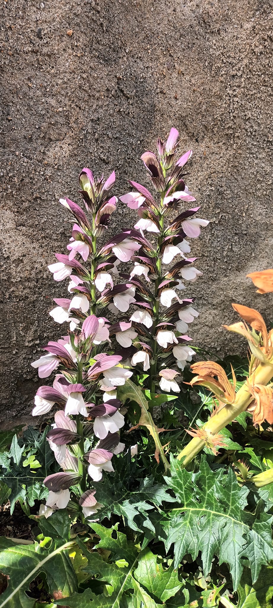 Acanthus