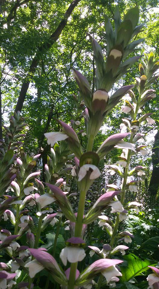 acanthus