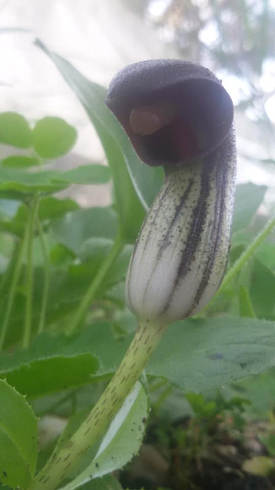 Arisarum