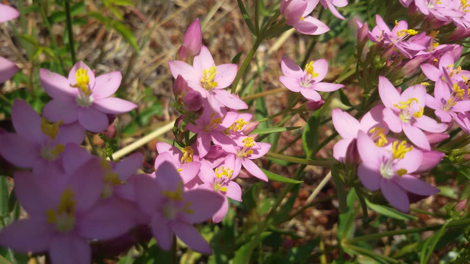 Centaury