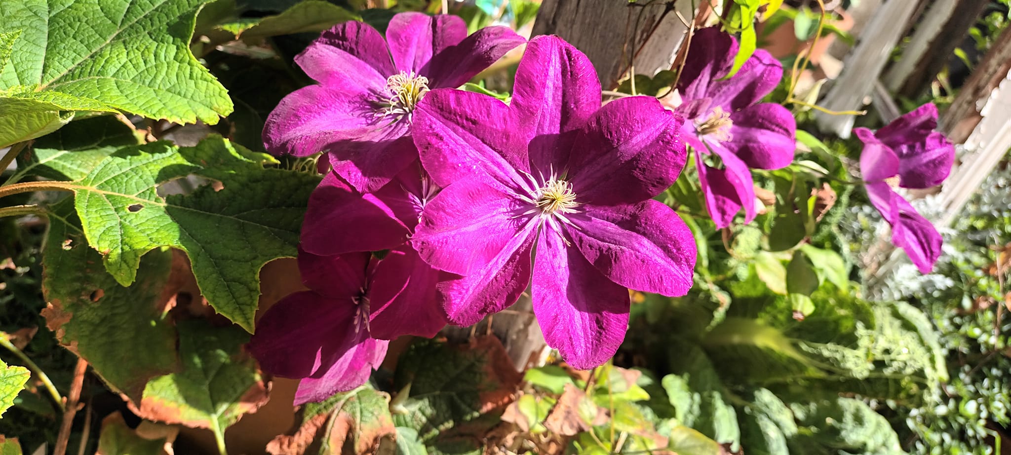 Clematis