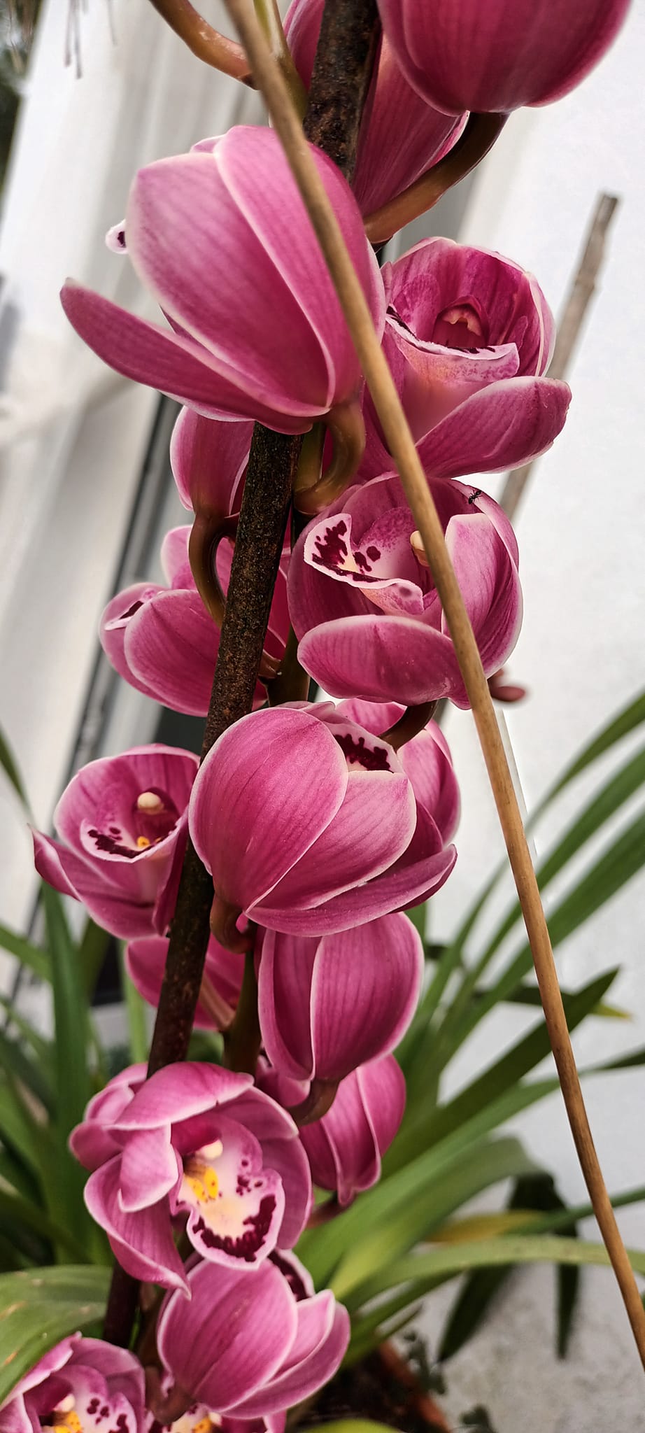 Cymbidium