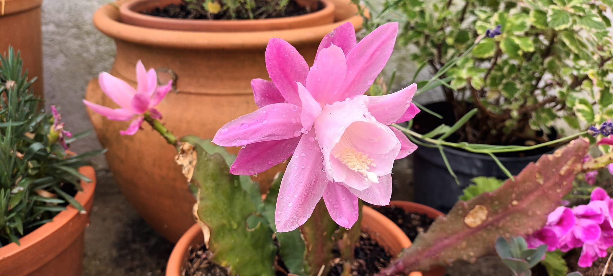 Disocactus