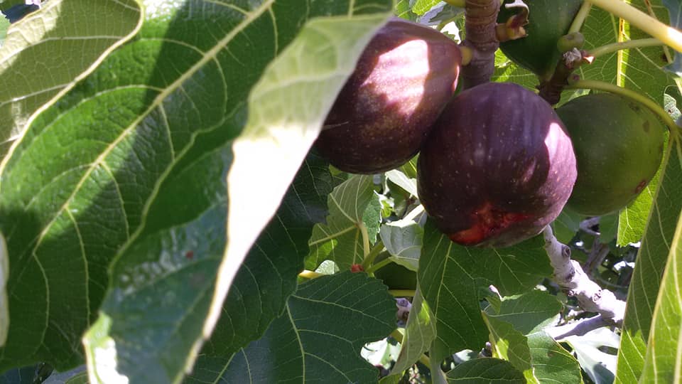 Figs