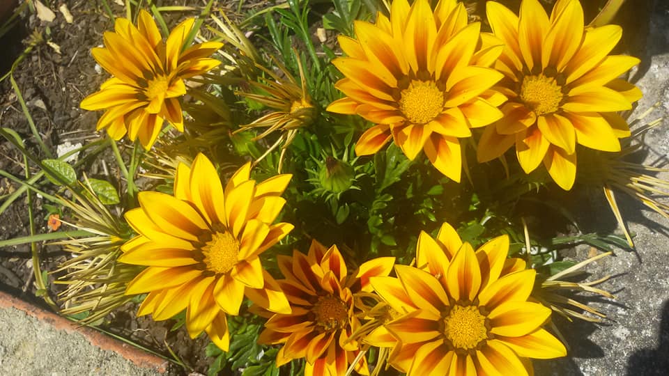 Gazanias