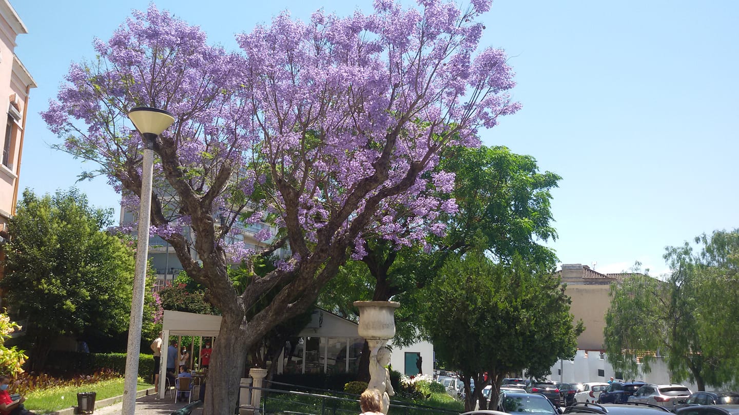 Jacaranda