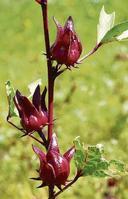 Hibiscus sabdariffa