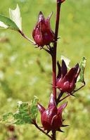 Jamaican Sorrel