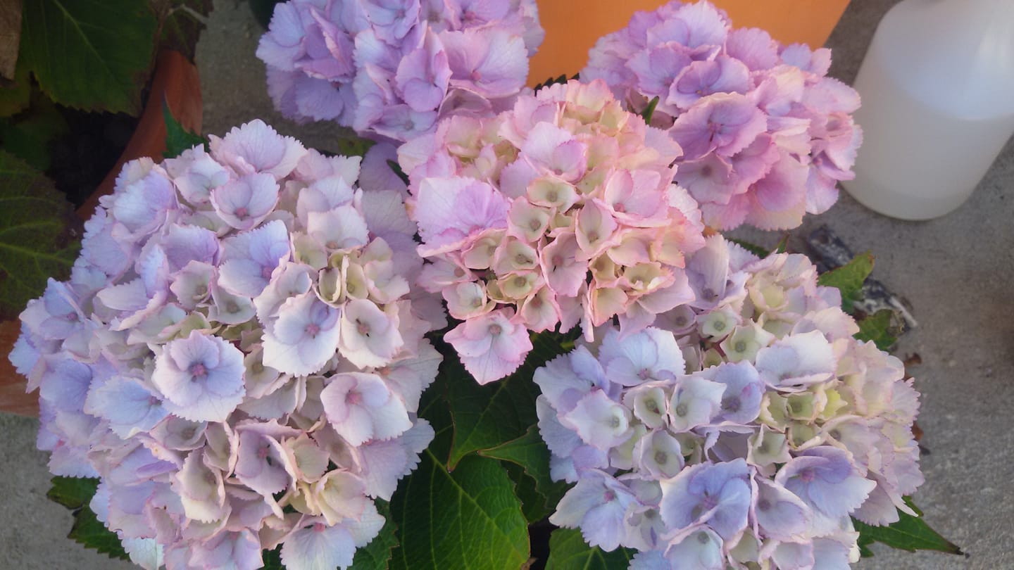 Hydrangea