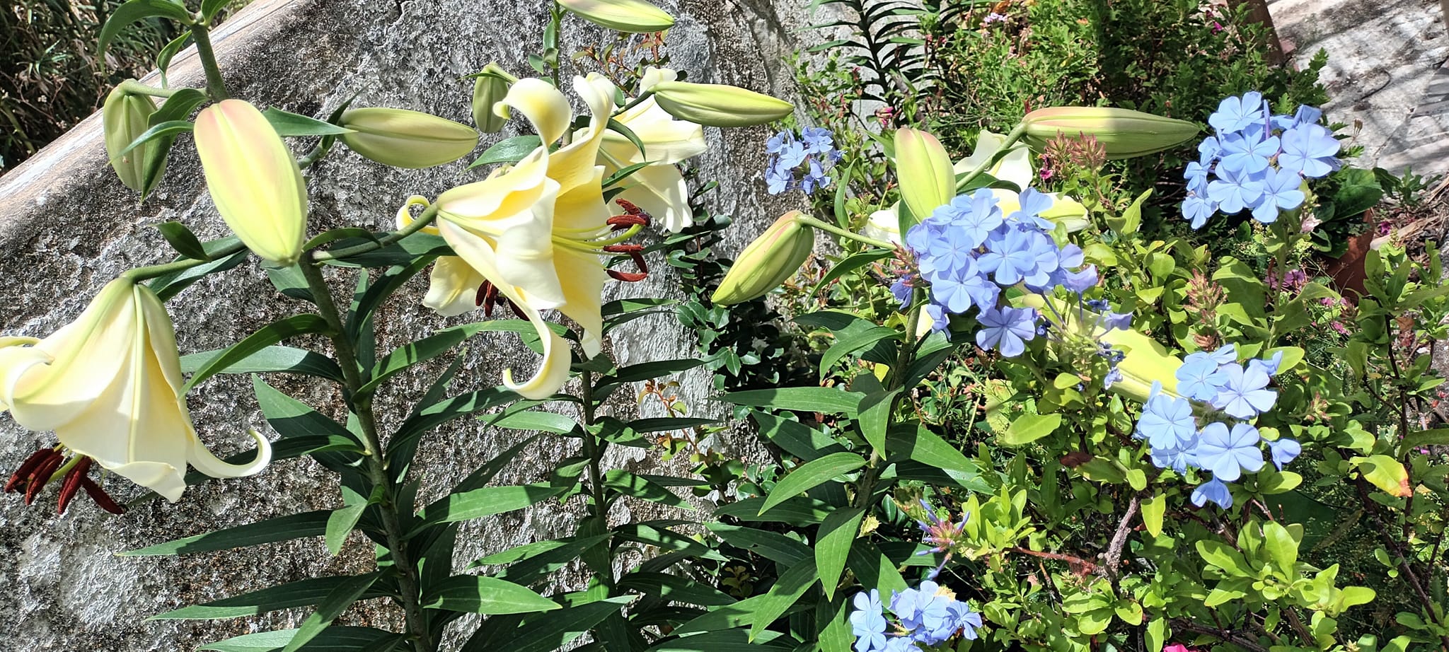 Lilies an plumbago