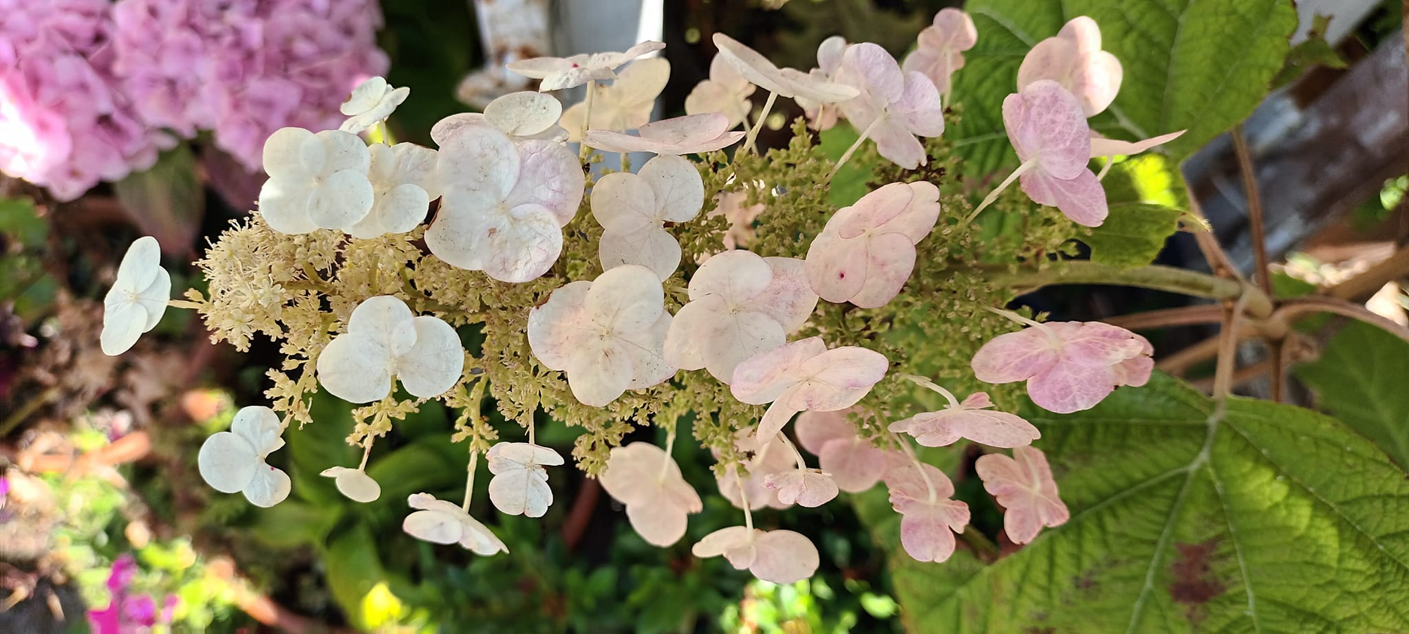 Oakleaf hydrangea