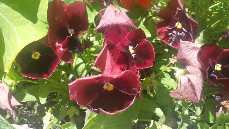 Pansies