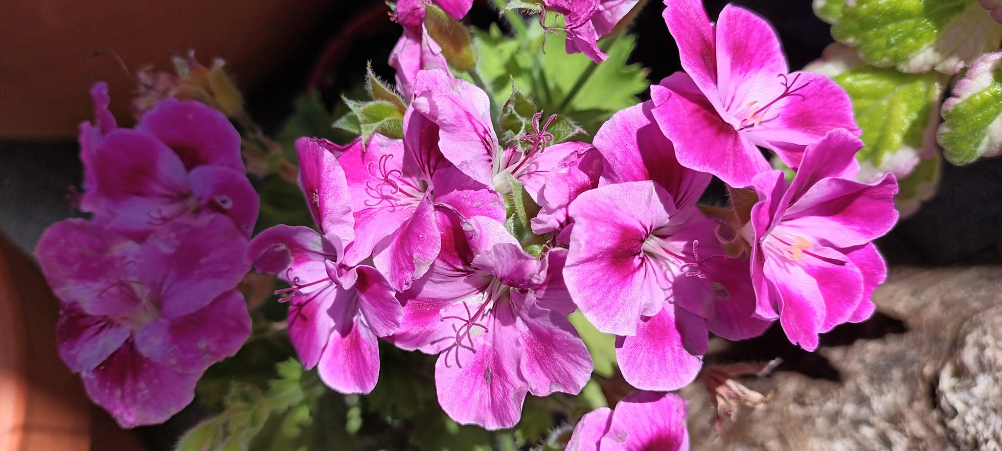 Pelargonium