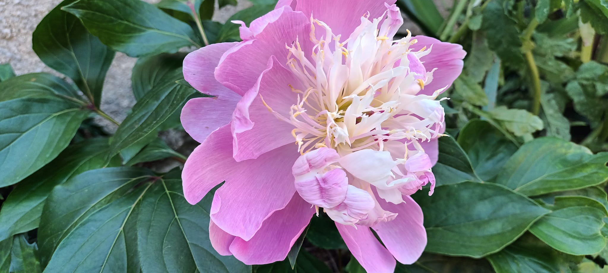 Peony