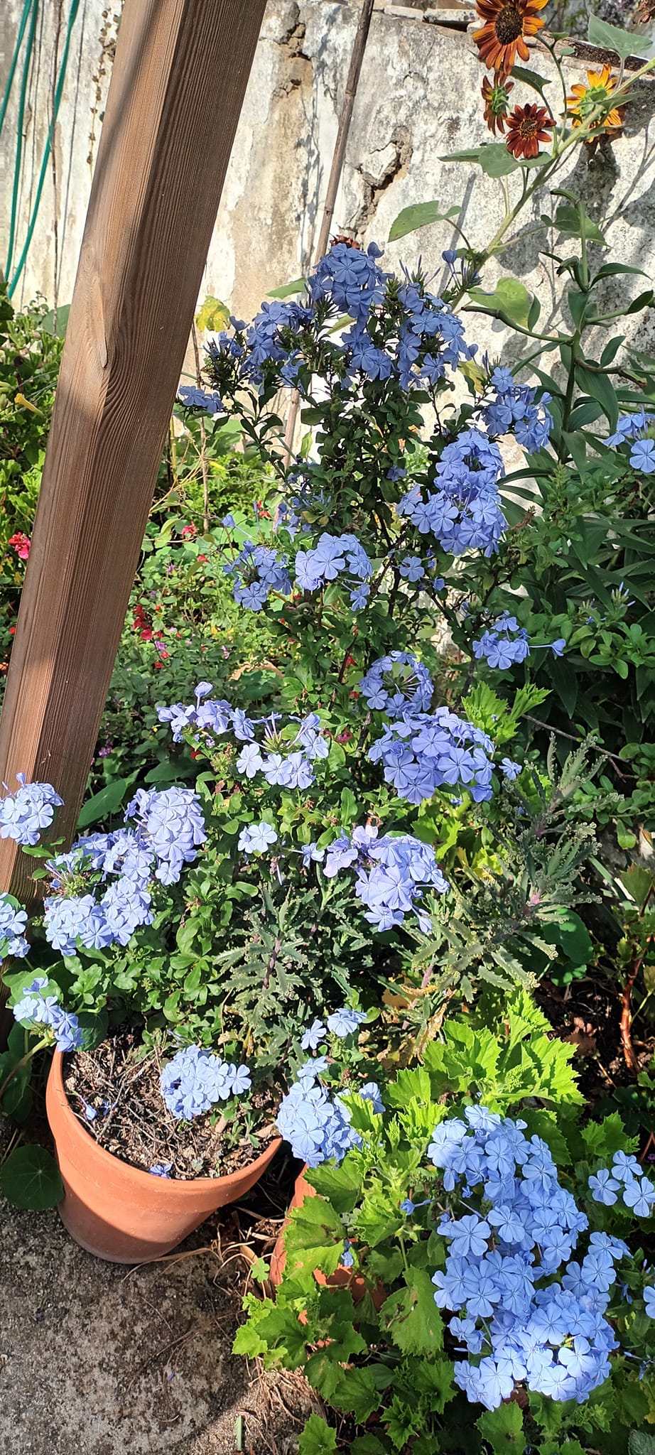 Plumbago